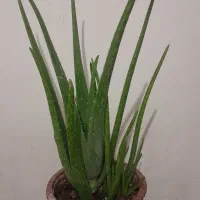 گل گل گل|گل و گیاه طبیعی|بروجرد, |دیوار