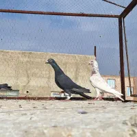 ۴تا نر قلدر زلزله