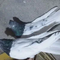 کله سبز کاکوکلی