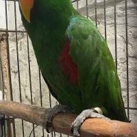 معاوضه پرنده با پیانو دیجیتال،clp