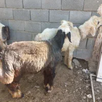 بره نر