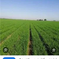 اجاره زمین کشاورزی بروجرد درود|اجارهٔ دفتر صنعتی، کشاورزی، تجاری|سیلاخور, |دیوار