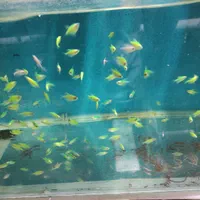 فروش کلی و جزئی ماهی زینتی|ماهی|مشهد, آزادشهر|دیوار