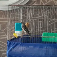 یک جفت قناری با قفس