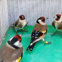 سهره چهار گل