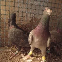 کبوتر فروشی