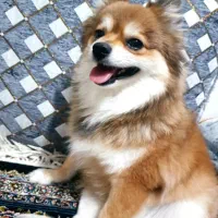 توله سگ پامر خرسی قیمت۱۰ میلیون|سگ|بندرعباس, |دیوار