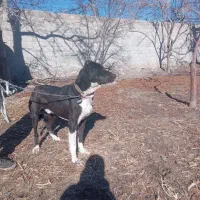 سگ اصل سراب|سگ|باسمنج, |دیوار