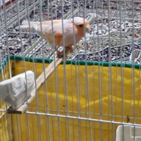 قناری نر موزایکی