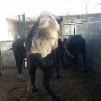 گاومیش نر درسوسنگرد|حیوانات مزرعه|سوسنگرد, |دیوار