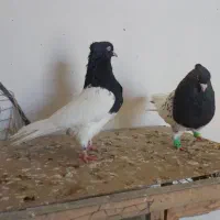 کله رنگه ، سینه سیاه|پرنده|مشهد, رضاییه|دیوار