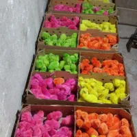 جوجه رنگی شب عید