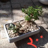 گل و گیاه|گل و گیاه طبیعی|مشهد, عسگریه|دیوار