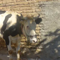 گاو|حیوانات مزرعه|خرمآباد, |دیوار