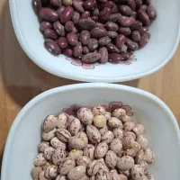 لوبیا چیتی  وقرمز زنجان