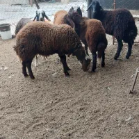 بره نر پرواری|حیوانات مزرعه|گمیشان, |دیوار