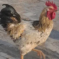 خروس
