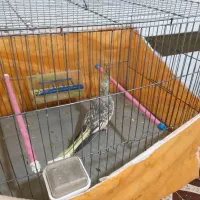 عروس|پرنده|شوشتر, |دیوار