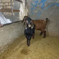 بز وبزغاله|حیوانات مزرعه|قم, قلعه کامکار|دیوار