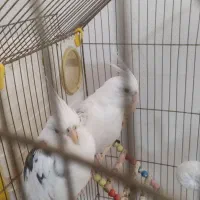 پرنده|پرنده|پیرانشهر, |دیوار