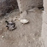 عوض کردن اردک نر با ماده