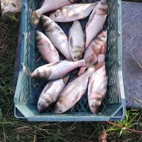 فروش بچه ماهی آمور کپور فیتوفاک و بیگهد|ماهی|ساری, |دیوار