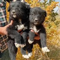 واگذاری توله سگ قدرجونی