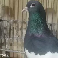 کبوتر رنگی ..شهری یال سیاه گلدار|پرنده|ششده و قره بلاغ, |دیوار