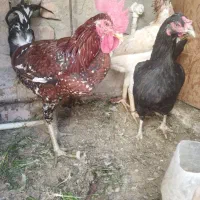 مرغ وخروس محلی
