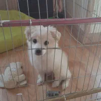 شیتزوی ۵ ماهه بازیگوش