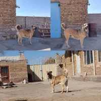 حیوانات|سگ|ایواوغلی, |دیوار