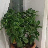 گل های آپارتمانی|گل و گیاه طبیعی|اردبیل, |دیوار