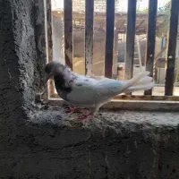 کفتر  وپرشی