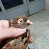 یجفت ماده ابادانی|پرنده|شهرکرد, |دیوار