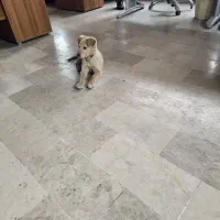 سگ پیدا شده