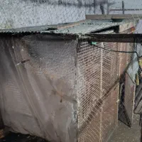 گنجه کبوتر اهنی