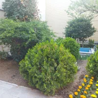 گل کاری باغچه منزل و باغداری سم پاشی وهرس کاری