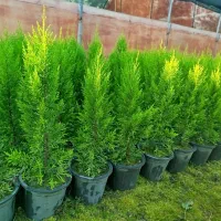 لاوسون سطل3 درجه یک