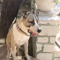 سگ سراب افغان|سگ|خفر, |دیوار