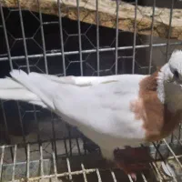 نرطوقی|پرنده|اردکان, |دیوار