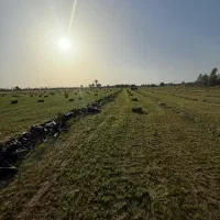 پرس یونجه