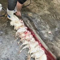 مرغ و خروس زنده قربانی طرشت