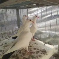 کبوتر دم سیاه کرمونی تاجدار