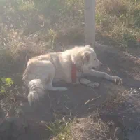 سگ‌ نگهبان مناسب برای باغ