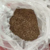 زیره کوهی