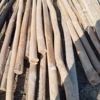 خریدار چوب های درختی تر و خشک و تیر سقفی