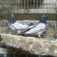 کبوتر|پرنده|بیستون, |دیوار