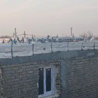 ۵۰ تا کفتر فروشی|پرنده|روداب, |دیوار