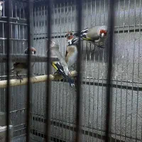 سره وسره قناری که دنبالش میگردی|پرنده|ری, سیزده آبان|دیوار