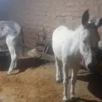 دو عدد خر گله یک عدد نرکی اخته دوم ماچکی